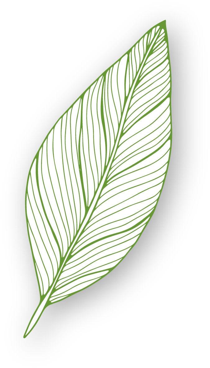 Leaf